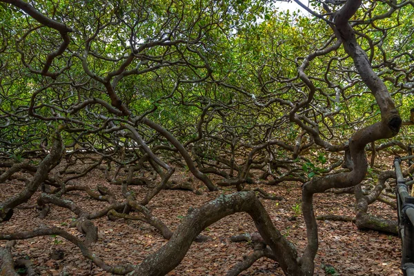 Maior Árvore Caju Mundo Pirangi Rio Grande Norte Brasil — Fotografia de Stock