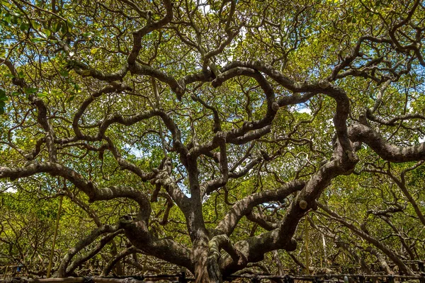 Maior Árvore Caju Mundo Pirangi Rio Grande Norte Brasil — Fotografia de Stock