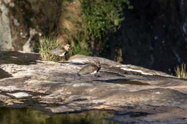 Salto Ventoso Park'ta Güney Lapwing kuşları - Farroupilha, Rio Grande do Sul, Brezilya
