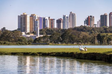 Barigui Parkı göl manzaralı kazlar ve şehir manzarası - Curitiba, Parana, Brezilya