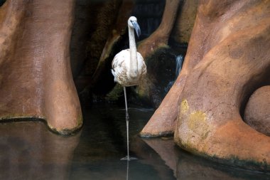 Flamingo Parque das Aves 'de Foz do Iguacu, Parana, Brezilya