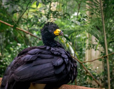 Male bare-faced Curassow (Crax fasciolata) - Black bird with yel