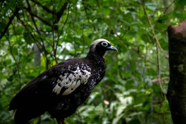 Parque das Aves'te siyah önlü Boru Guan veya Jacutinga - Foz do Iguacu, Parana, Brezilya