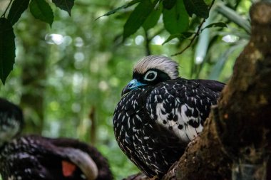 Parque das Aves'te siyah önlü Boru Guan veya Jacutinga - Foz do Iguacu, Parana, Brezilya