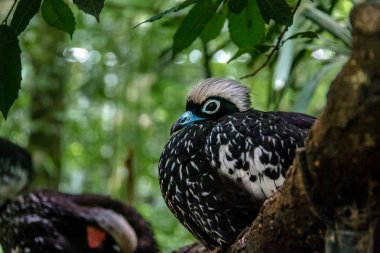 Black-fronted Piping Guan or Jacutinga at Parque das Aves - Foz do Iguacu, Parana, Brazil clipart