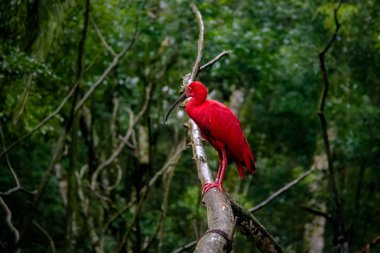 Parque das Aves'te Scarlet Ibis - Foz do Iguacu, Parana, Brezilya