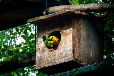 Güneş muhabbetkuşu ve Nanday muhabbet kuşu çifte Parque das Aves - Foz do Iguaçu, Parana, Brezilya