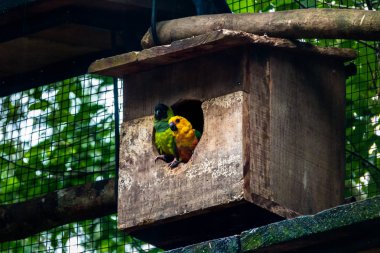 Güneş muhabbetkuşu ve Nanday muhabbet kuşu çifte Parque das Aves - Foz do Iguaçu, Parana, Brezilya