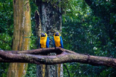 Parque das Aves'te Mavi ve Altın Macaws - Foz do Iguacu, Parana, Brezilya