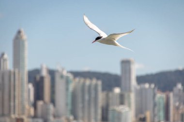 Genel Fener (Sterna hirundo) - Balnear io Camboriu, Santa Catarina, Brezilya