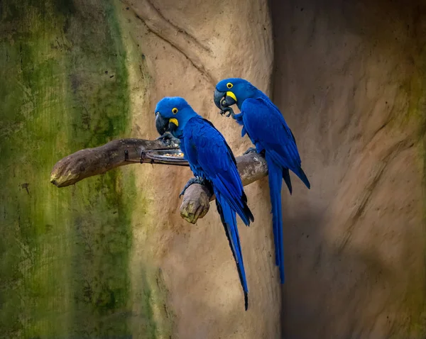 Blue Macaws Parque Das Aves Foz Iguacu Parana Brazil — стокове фото