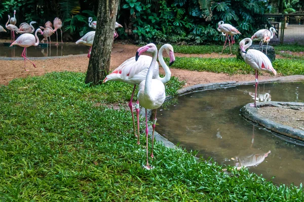 Flamingos Parque Das Aves Foz Iguacu Parana Brazil — Stock Photo, Image