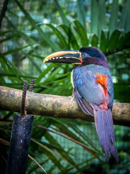 Aracari Collar Pteroglossus Torquatus Tucán Como Pájaro —  Fotos de Stock