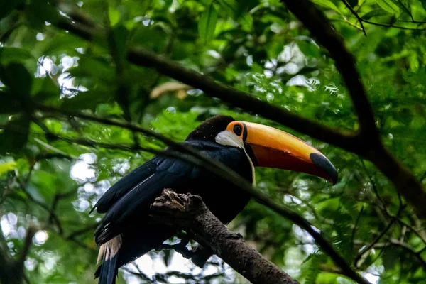 Toucan Park das Aves - Foz do Iguacu, Parana, Brezilya