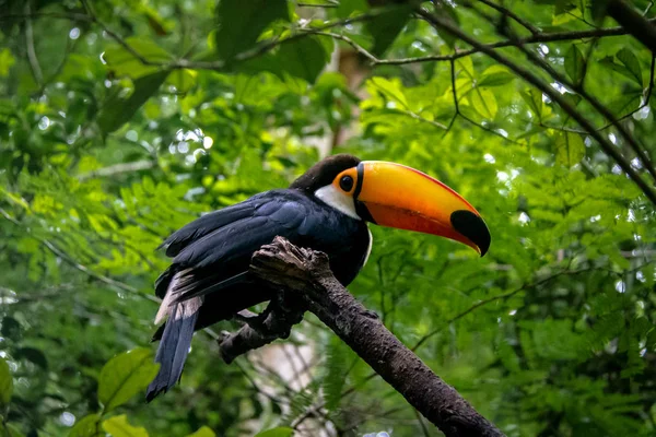 Toucan Park das Aves - Foz do Iguacu, Parana, Brezilya