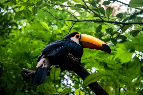 Toucan Parque Das Aves Foz Iguacu Paraná Brasil — Fotografia de Stock