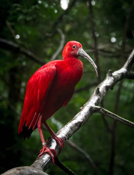 Bir dalüzerinde Scarlet Ibis