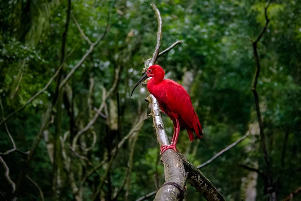 Parque das Aves'te Scarlet Ibis - Foz do Iguacu, Parana, Brezilya