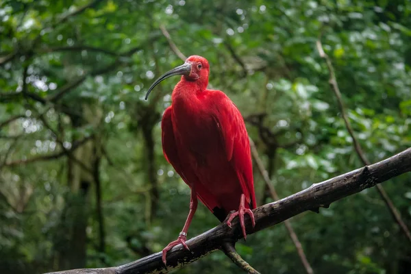 Parque das Aves'te Scarlet Ibis - Foz do Iguacu, Parana, Brezilya