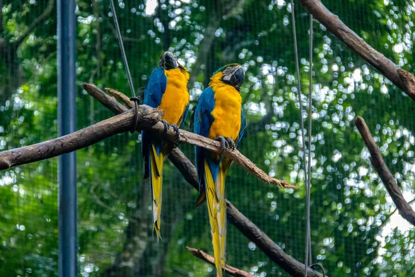 Parque das Aves'te Mavi ve Altın Macaws - Foz do Iguacu, Parana, Brezilya