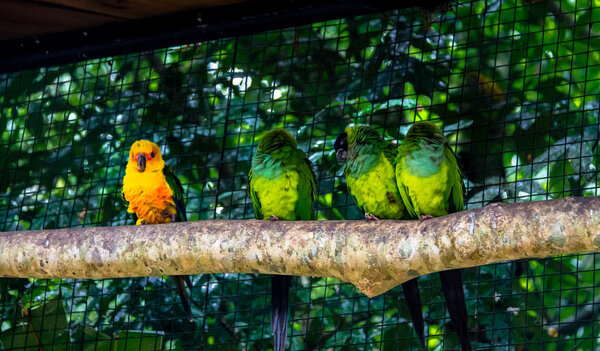 Sun Parakeet standing out close to Nanday Parakeets at Parque das Aves - Foz do Iguacu, Parana, Brazil