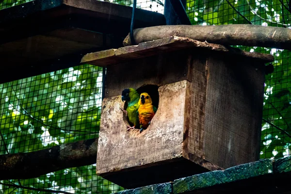 Sun Parakeet Nanday Parakeet Coppia Parque Das Aves Foz Iguacu — Foto Stock
