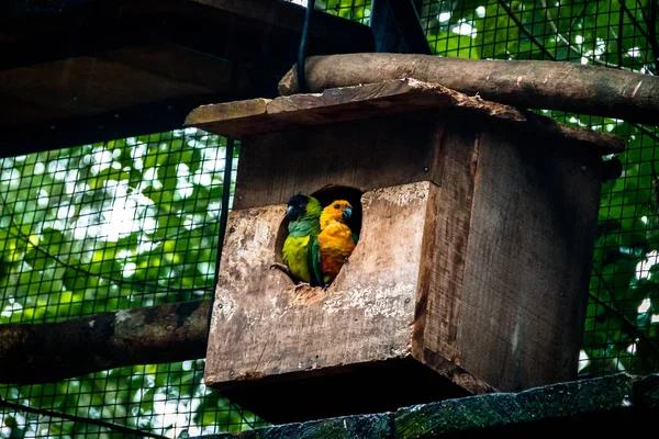 Sun Parakeet Nanday Parakeet Coppia Parque Das Aves Foz Iguacu — Foto Stock