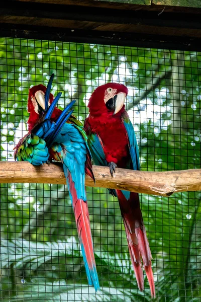 Guacamayos Alados Verdes Parque Das Aves Foz Iguacu Paraná Brasil — Foto de Stock