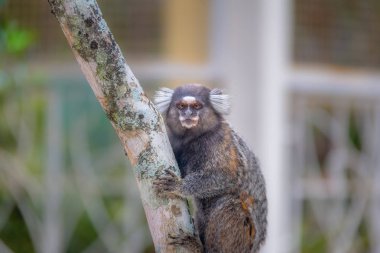 Ortak marmoset maymun - Rio de Janeiro, Brezilya