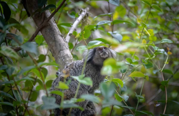 Macaco Marmota Comum Rio Janeiro Brasil — Fotografia de Stock