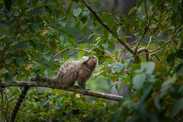 Common Marmoset Monkey Rio Janeiro Brazil — 스톡 사진