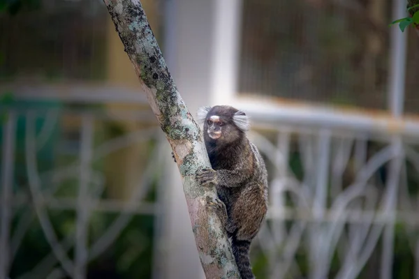 Macaco Marmota Comum Rio Janeiro Brasil — Fotografia de Stock