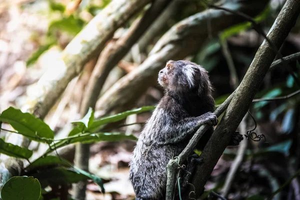 Macaco Marmota Comum Trilha Montanha Urca Rio Janeiro Brasil — Fotografia de Stock