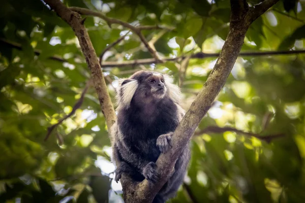 Macaco Marmota Comum Trilha Montanha Urca Rio Janeiro Brasil — Fotografia de Stock