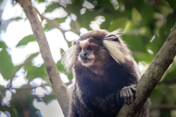 Macaco Marmota Comum Trilha Montanha Urca Rio Janeiro Brasil — Fotografia de Stock