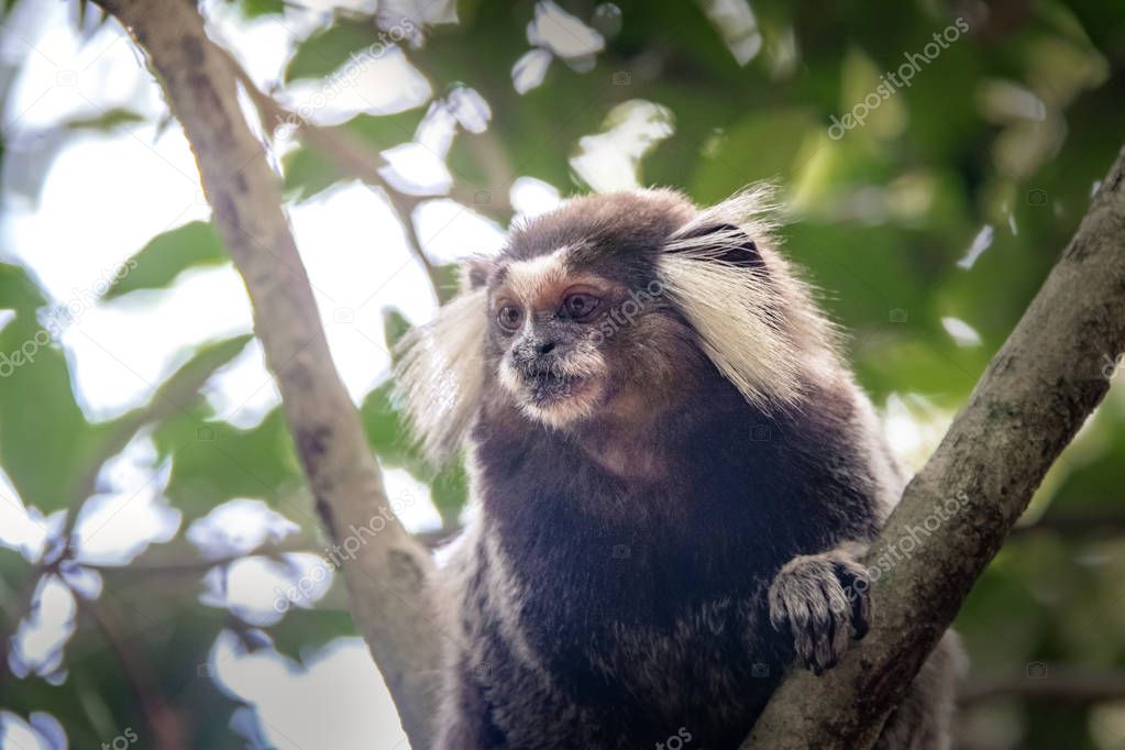 Common marmoset monkey at Urca Mountain trail - Rio de Janeiro, Brazil