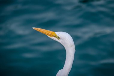 Büyük ak balıkçıl (Ardea Alba) baş - Ilhabela, Sao Paulo, Brezilya