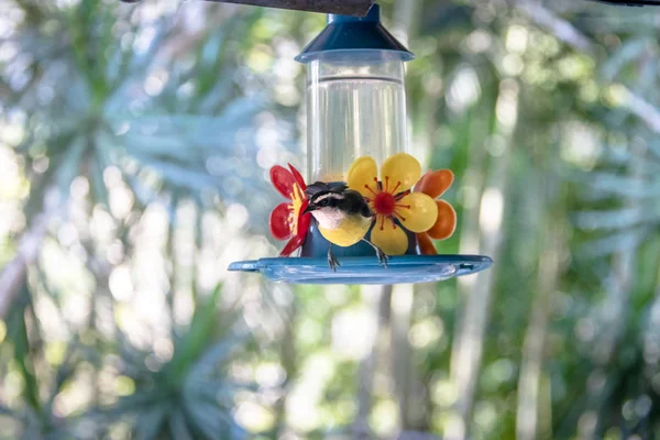 Птах Bananaquit Coereba Flaveola Пити Квітка Острові Ilhabela Сан Паулу — стокове фото