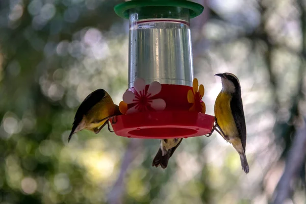 Bananaquit Ptak Coereba Flaveola Picie Kwiat Pijący Ilhabela Sao Paulo — Zdjęcie stockowe