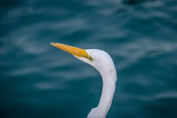 Great Egret Ardea Alba Head Ilfela Sao Paulo Бразилия — стоковое фото