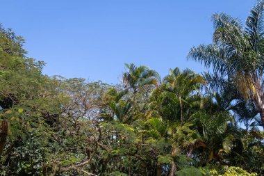 Tropikal ağaçlar arka plan açık mavi gökyüzü ve palmiye ağaçları ile yaprakları