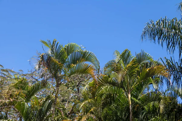Tropical trees background with clear blue sky and palm trees leaves