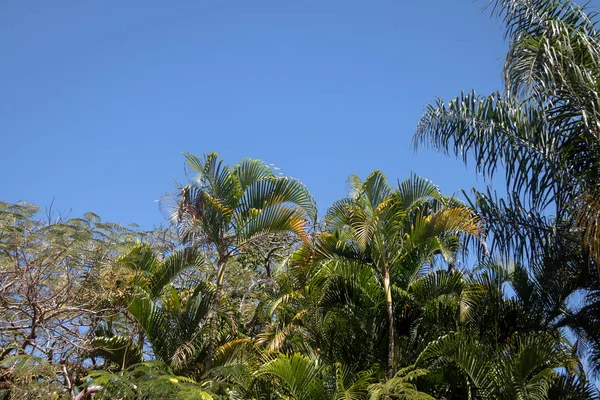 Tropical trees background with clear blue sky and palm trees leaves