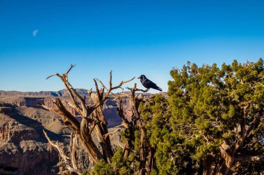 Black Raven at Grand Canyon West Rim - Arizona, USA