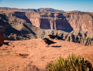 Black Ravens at Grand Canyon West Rim - Arizona, USA clipart