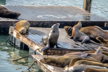 Deniz aslanları, Pier 39 at Fishermans Wharf - San Francisco, Kaliforniya, ABD