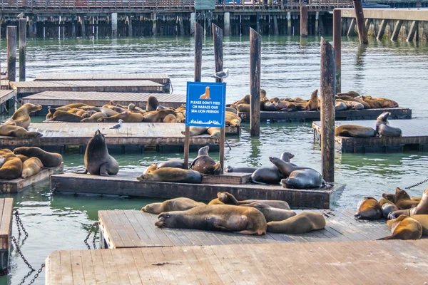 Sjölejon Pier Fishermans Wharf San Francisco Kalifornien Usa — Stockfoto