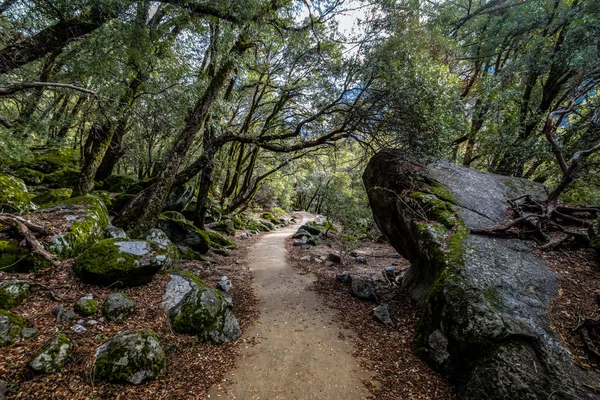 Trilha Caminhadas Floresta Parque Nacional Yosemite Califórnia Eua — Fotografia de Stock