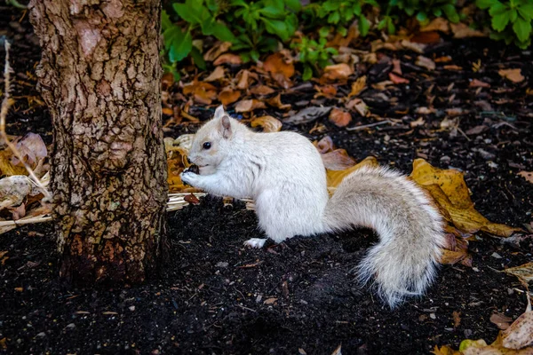 White Squirrel Boston Usa — ストック写真