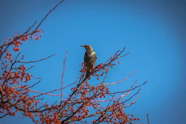 Étourneau Européen Sur Arbre Aux Fruits Rouges — Photo